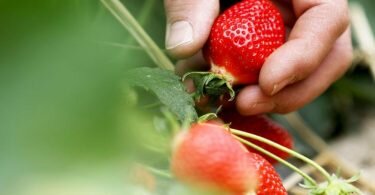 Die Bauern in&nbsp;Deutschland haben die Anbauflächen für Erdbeeren wegen der schwachen Nachfrage auf 9700 Hektar verringert. Foto: Oliver Berg/dpa