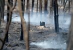 Rauch steigt in einem Wald im Landkreis Elbe-Elster vom Boden auf. Foto: Sebastian Willnow/dpa
