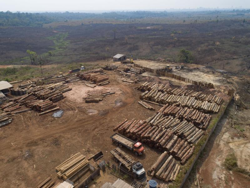 Holzstämme in einem Sägewerk in Brasilien: Die Menschheit hat die für dieses Jahr verfügbaren natürlichen Ressourcen der Erde bereits verbraucht. Foto: Andre Penner/AP/dpa