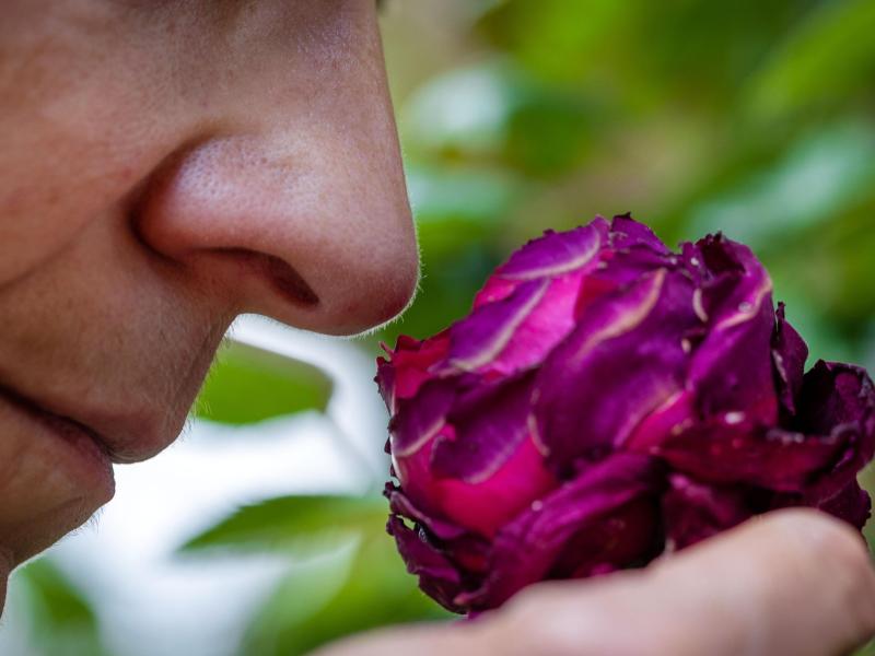 Riechen an einer Rosenblüte: Der Geruchssinn des Menschen ist auch für die mentale Gesundheit, harmonische Beziehungen und zum Lösung von Alltagsproblemen wichtig. Foto: Jens Büttner/dpa