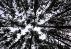 Baumkronen im Wald mindern zwar die gefährliche UV-Strahlung, dennoch ist Sonnenschutz beim Spaziergang unter Bäumen notwendig. Foto: Jens Büttner/dpa