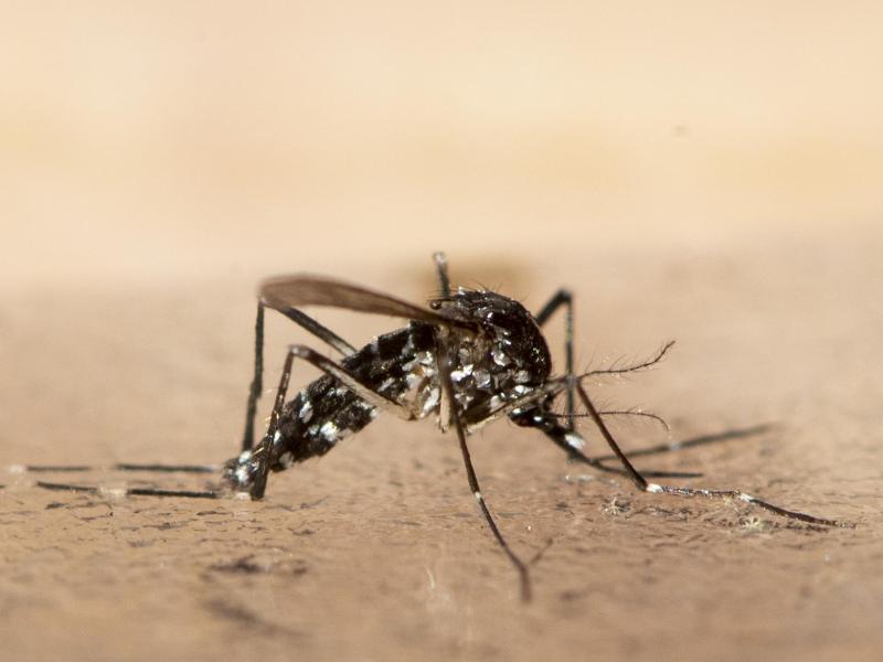 Der Klimawandel sorgt dafür, dass sich immer mehr Stechmücken aus dem Süden auch in Deutschland wohlfühlen. Foto: Ennio Leanza/KEYSTONE/dpa