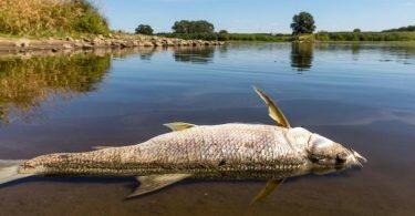 Die Oder ist Grenzfluss zwischen Polen und Deutschland. In dem Fluss ist es zu einem massiven Fischsterben gekommen. Foto: Frank Hammerschmidt/dpa