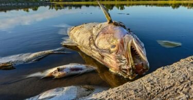Tote Fische treiben im flachen Wasser der Oder. Foto: Patrick Pleul/dpa
