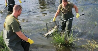 Helfer bergen tote Fische aus der Oder. Foto: Lech Muszynski/PAP/dpa