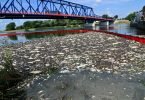 Tote Fische schwimmen an der Wasseroberfläche des deutsch-polnischen Grenzflusses Oder. Foto: Marcin Bielecki/PAP/dpa
