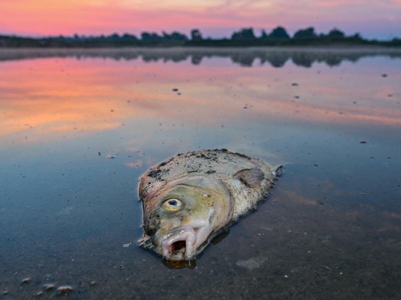 Ein toter Blei im flachen Wasser vom deutsch-polnischen Grenzfluss Oder. Foto: Patrick Pleul/dpa