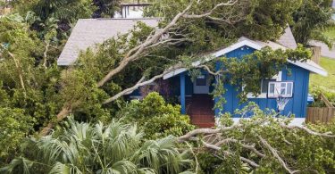 Ein Olivenbaum ist in St. Petersburg, Florida, ist auf ein Haus gekippt. Foto: Dirk Shadd/Tampa Bay Times via ZUMA Press/dpa